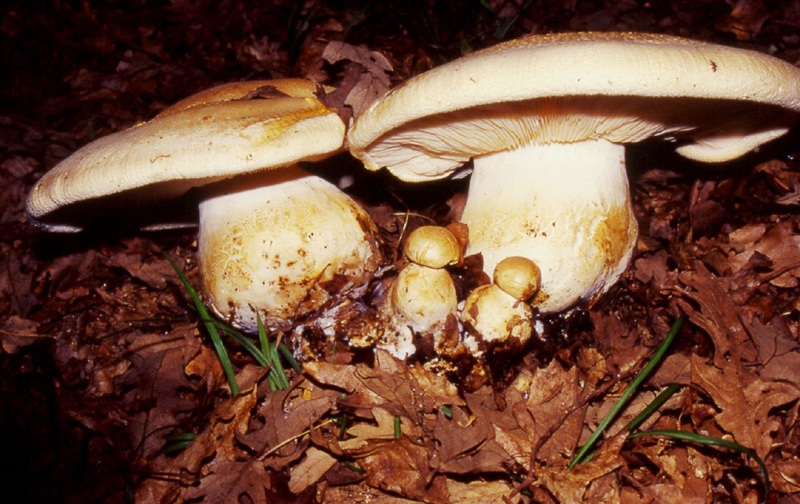 Leucopaxillus....macrocephalus